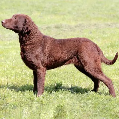 chesapeake bay retriever