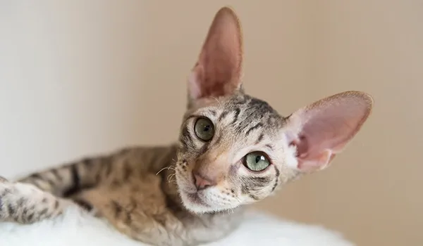 cornish rex