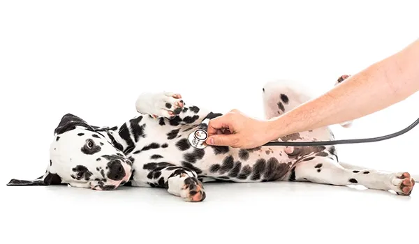 dalmatian heart disorder