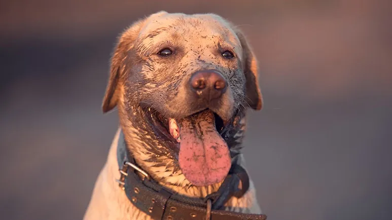 The Natural Remedy Dogs Instinctively Seek