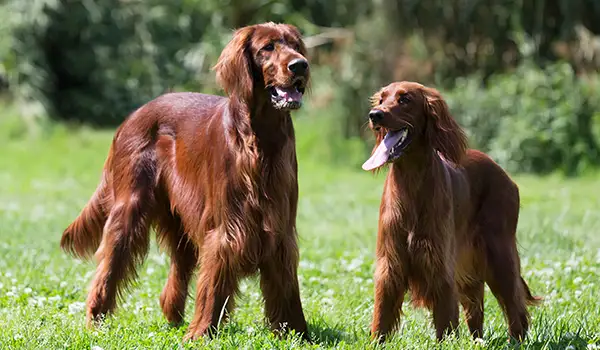 irish setters