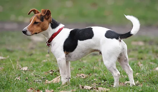 jack russell terrier