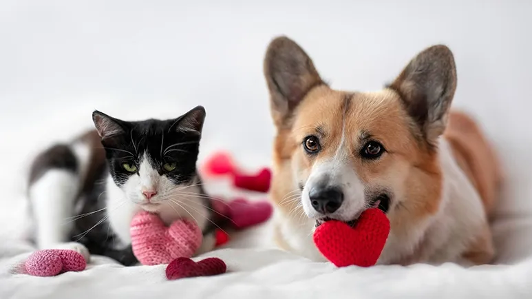A Romantic Holiday Can Be a Risky One for Pets