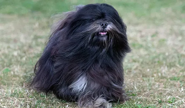 lhasa apso