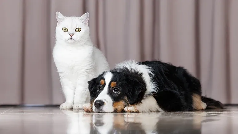 If Your Pet Suddenly Yelps, This May Be Why