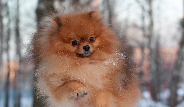 pomeranian