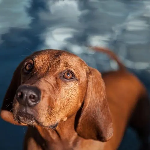 redbone coonhound