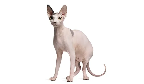 sphynx breed