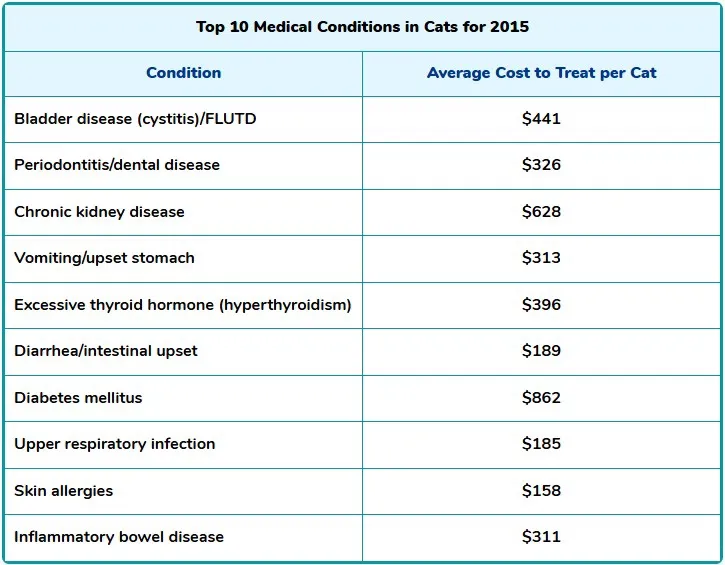 Top 10 Medical Conditions in Cats