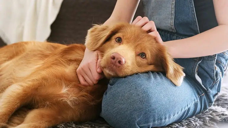 This One Shift Could Help Your Nervous Pup