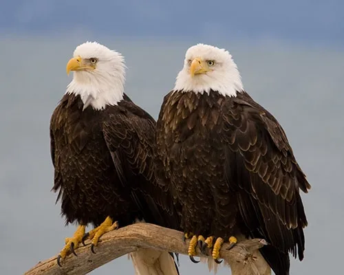 Bald Eagles