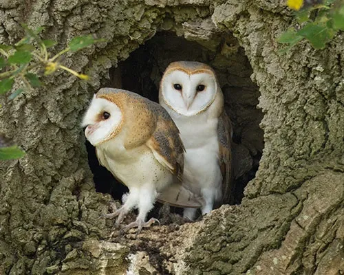 Barn Owls
