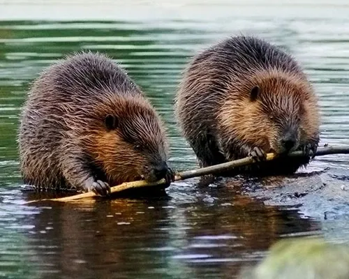 Beavers