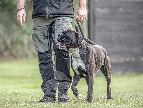 boxer police dog