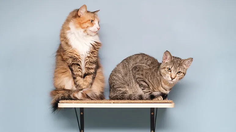This Common Blunder Can Make Your Cat Stressed, Unhappy, and Sick