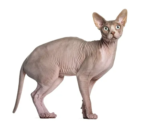 Sphynx