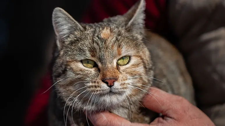 Older Kitties Love It When You Do These Things, Even if They Won't Show It