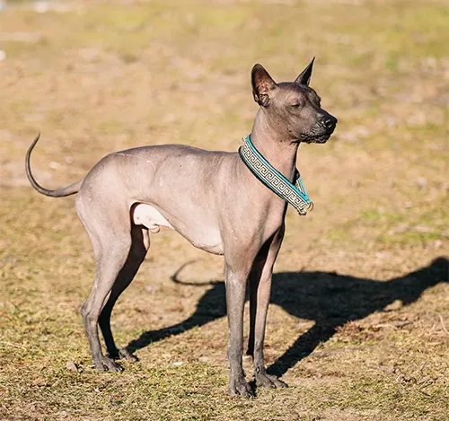 Xoloitzcuintli