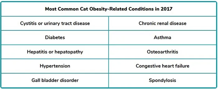 most common cat obesity related conditions in 2017