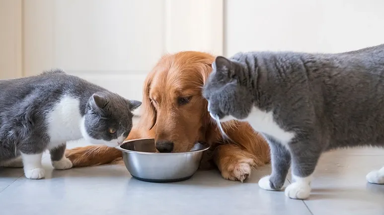 Don't Mistake This for Love, It Could Rob Years Off Your Pet's Life