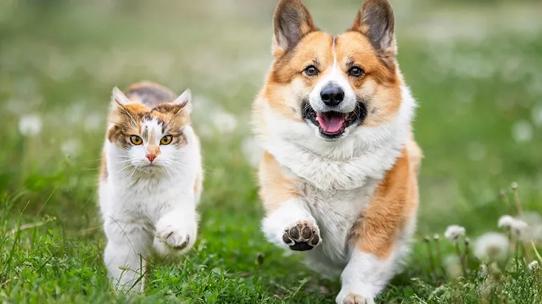 5 Nutrients That Make Your Pet Move Like a Puppy Again