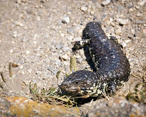 Shingleback Skinks