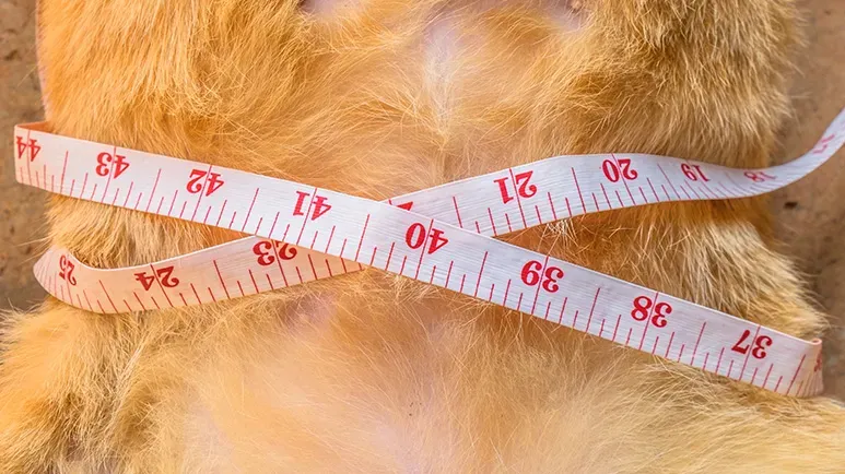 Based on a Complete Myth — And Makes Your Pet Obsessive About Food