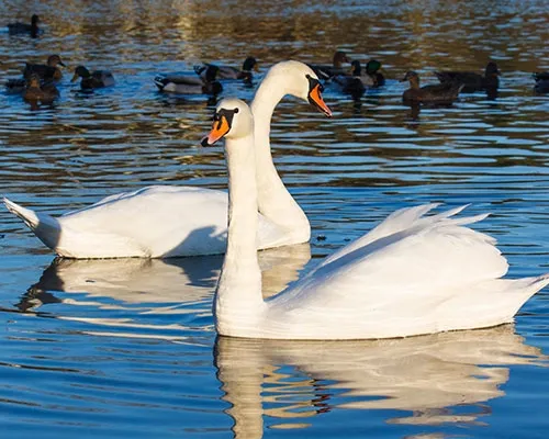 Swans