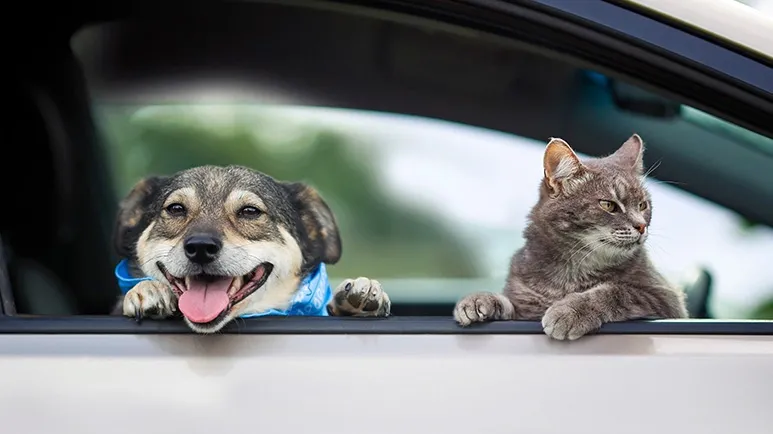 On the Road Again: Long-Haul Trucking Goes to the Dogs (and Cats)