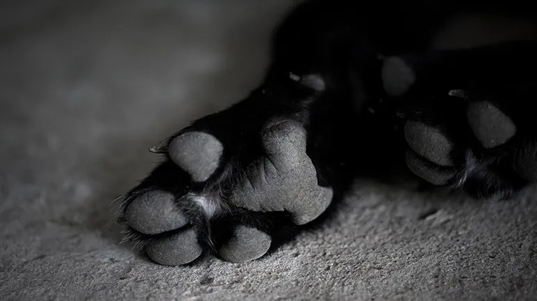 110 Pets Died, 210 Sickened from Eating Contaminated Food