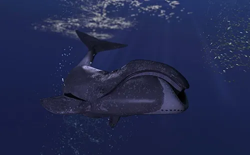 Bowhead whale