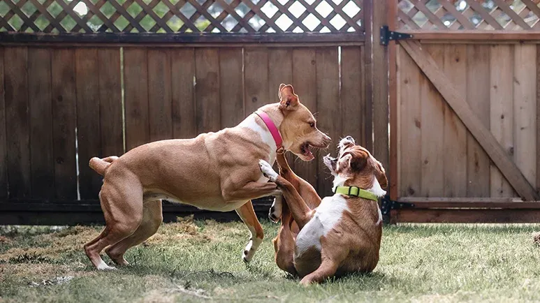 What to Do When Playtime Turns Scary