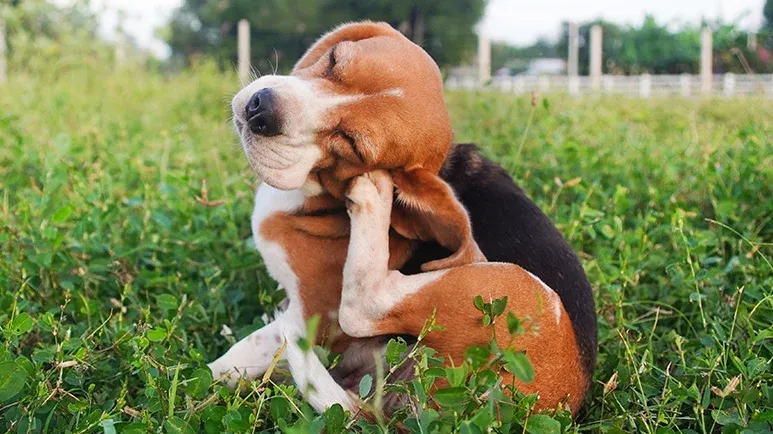 Ear Itching Driving You Both Crazy? Try These Natural Remedies for Your Furry Friend!