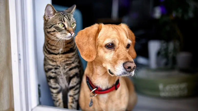 This Could Mean Life or Death for Your Pet — Are You Ready?