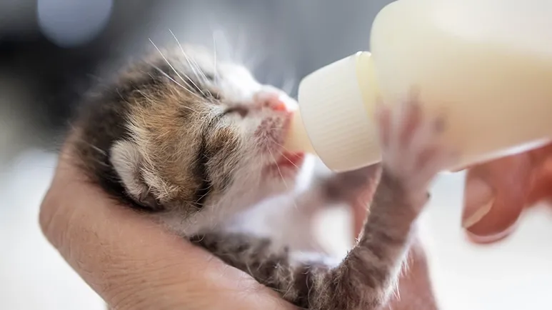 Never Feed This to an Orphaned or Newborn Kitty — Very Dangerous