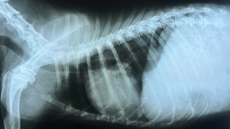 Your Vet Heard a Heart Murmur — Now What?