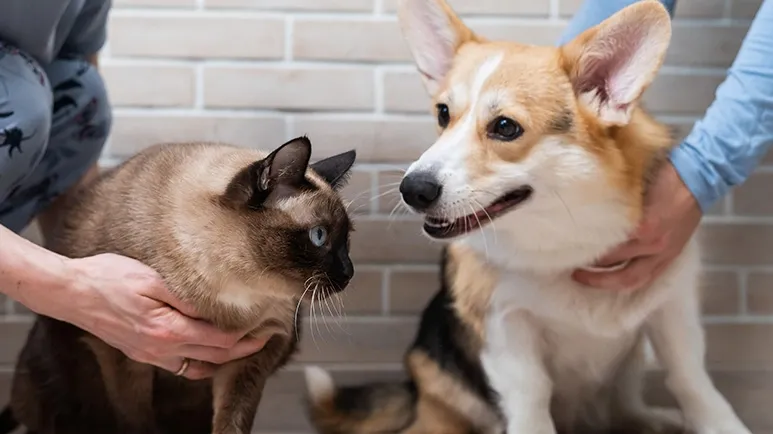 How Millennials Treat Their Pets Versus Generation X and Baby Boomers