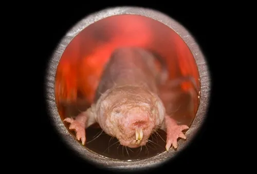 Naked mole rat
