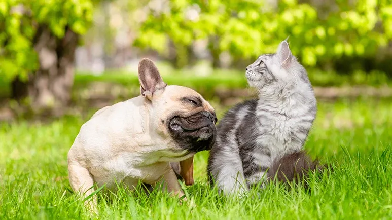 If Your Pet Keeps Itching, This May Be the Real Problem