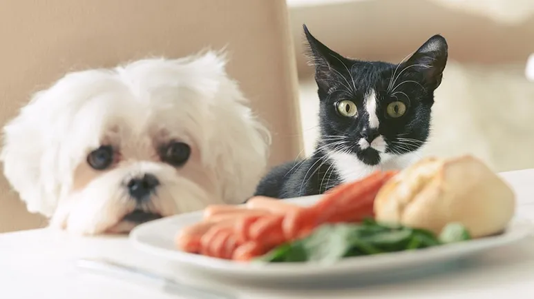 Classified as a Definite Carcinogen for Pets — Do You Feed This?