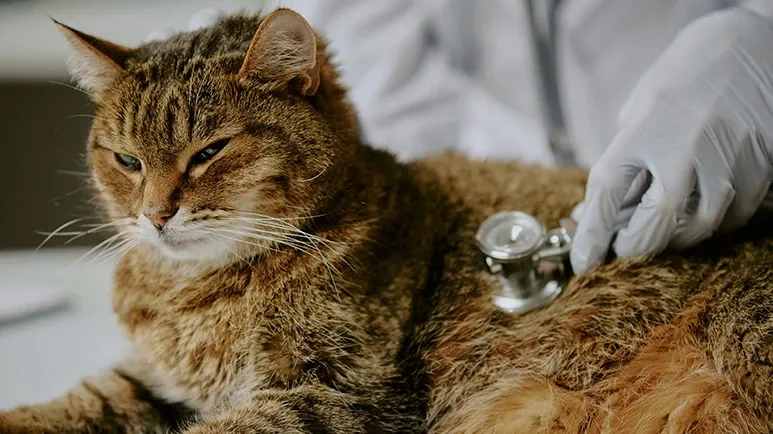 Help Your Pet Avoid the Pain and Suffering of These 5 Diseases — It's Simple