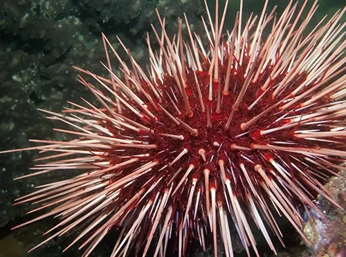 Red sea urchin