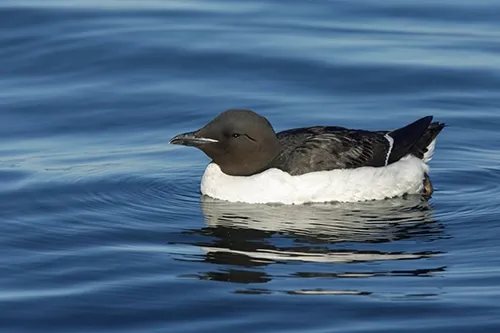 Thick-billed murre