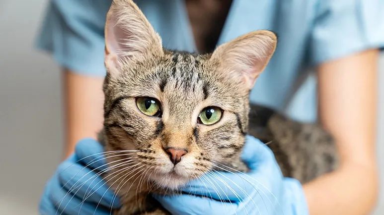 Ask Your Vet to Run This Test Annually After Age 7