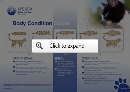 Cat Body Condition Score