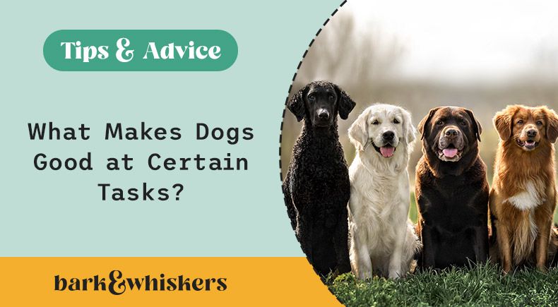 What Makes Dogs Good at Certain Tasks?