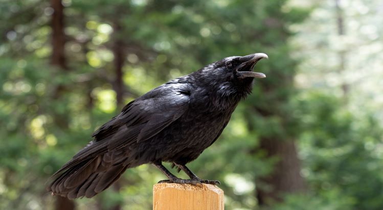bird intelligence