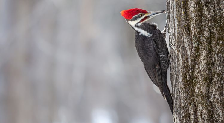 pileated woodpecker