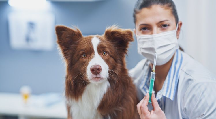 protect pet from vaccine damage
