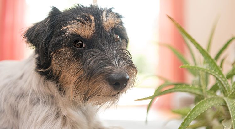 7 home remedies for pets